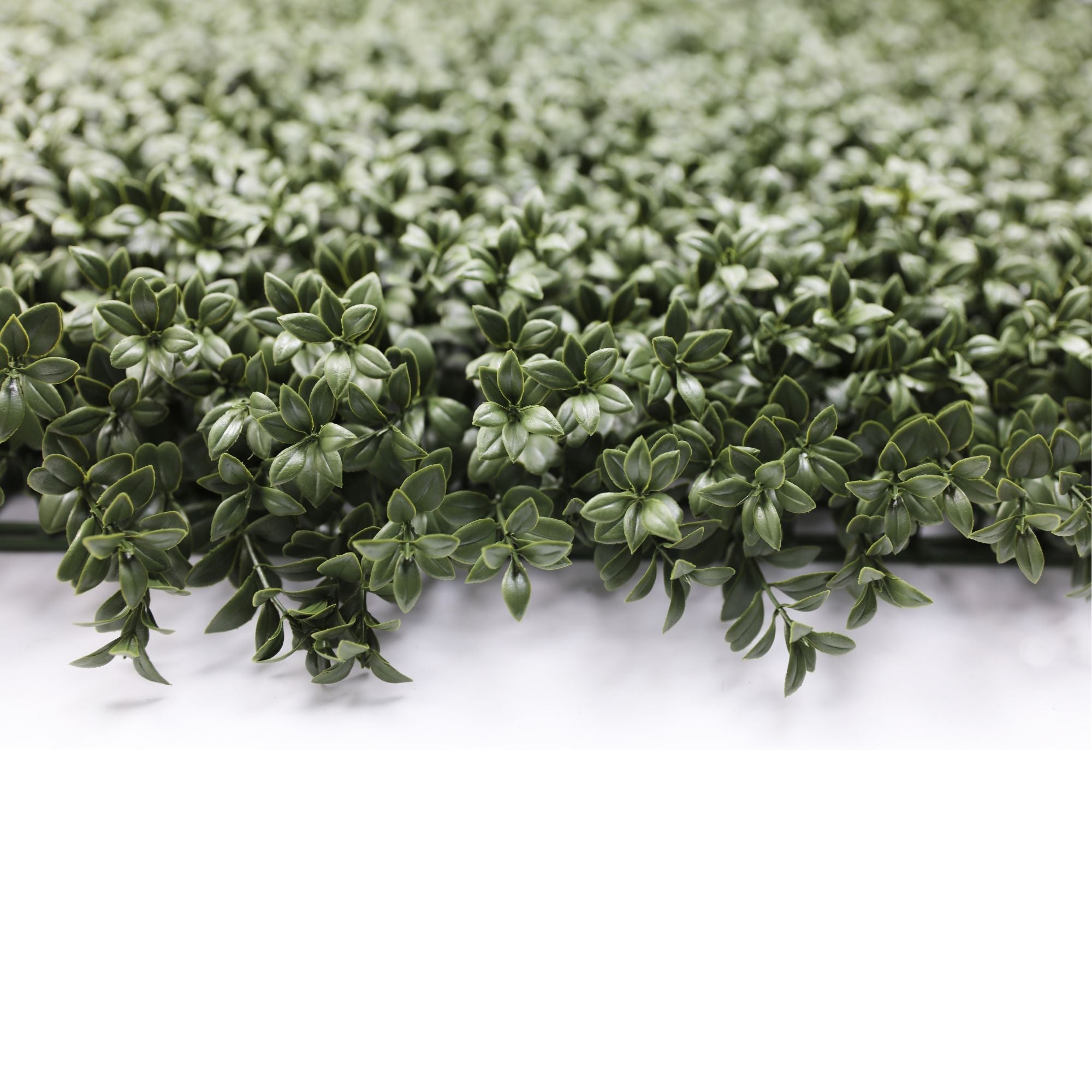 Natural Dark Green Extra Dense Boxwood Foliage 1m x 1m /40″x40″ Vertical Garden Wall UV+ FR